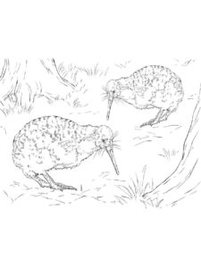 Kiwi Bird coloring page