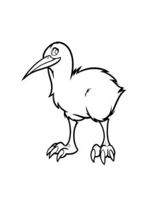 Kiwi Bird coloring page