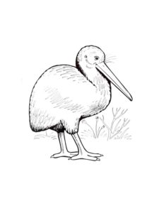 Kiwi Bird coloring page