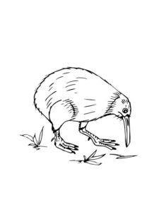 Kiwi Bird coloring page