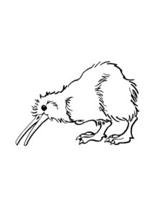 Kiwi Bird coloring page