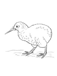 Kiwi Bird coloring page