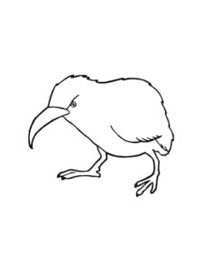 Kiwi Bird coloring page