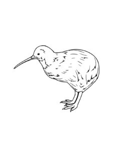 Kiwi Bird coloring page