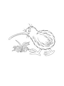 Kiwi Bird coloring page