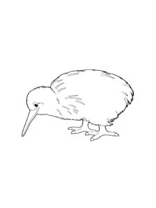 Kiwi Bird coloring page