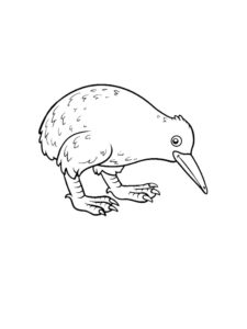 Kiwi Bird coloring page