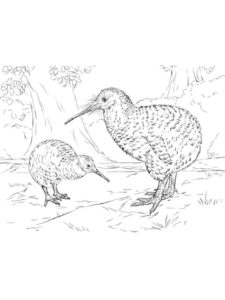 Kiwi Bird coloring page