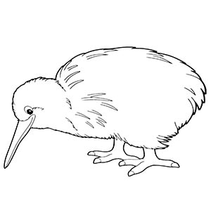 Kiwi Bird coloring pages