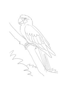 Macaw coloring page