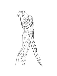 Macaw coloring page