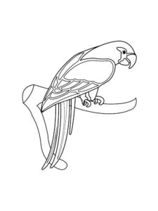 Macaw coloring page