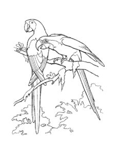 Macaw coloring page