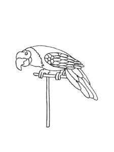 Macaw coloring page