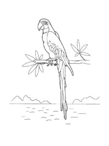 Macaw coloring page