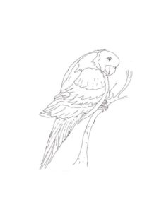 Macaw coloring page