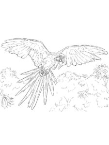 Macaw coloring page