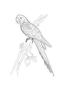 Macaw coloring page