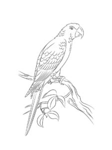 Macaw coloring page