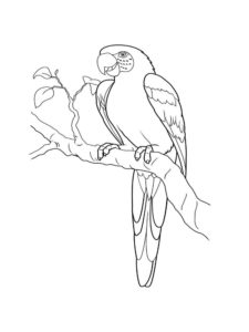 Macaw coloring page