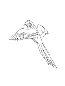 Macaw coloring page