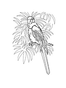 Macaw coloring page