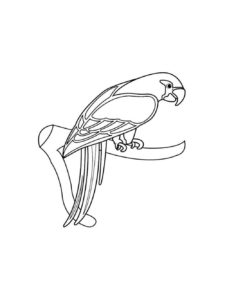 Macaw coloring page