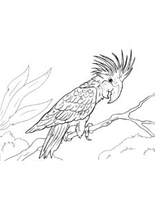 Macaw coloring page