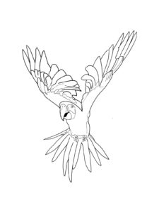 Macaw coloring page