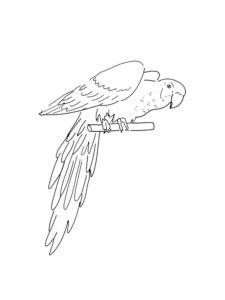 Macaw coloring page