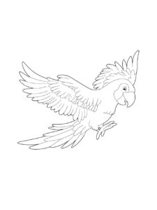 Macaw coloring page