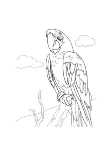 Macaw coloring page