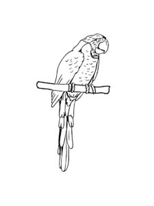 Macaw coloring page