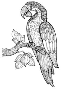 Macaw coloring page