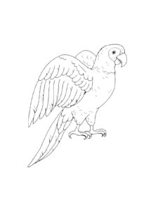 Macaw coloring page