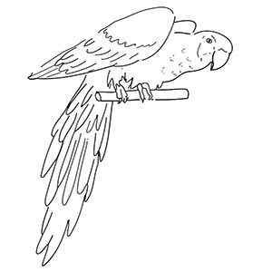 Macaw coloring pages