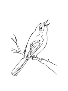 Mockingbird coloring page