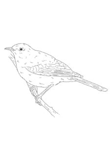 Mockingbird coloring page