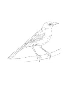 Mockingbird coloring page