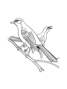 Mockingbird coloring page