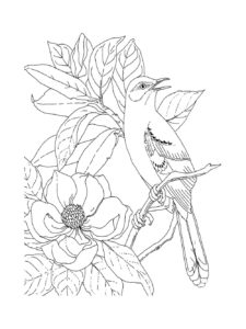 Mockingbird coloring page