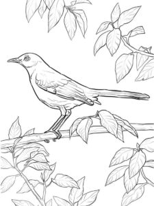 Mockingbird coloring page