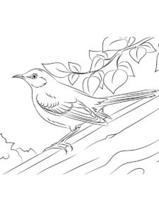 Mockingbird coloring page