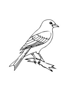 Mockingbird coloring page