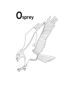 Osprey coloring page