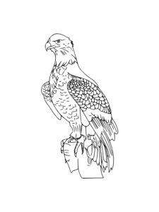 Osprey coloring page