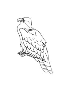 Osprey coloring page