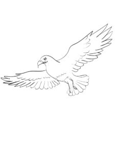 Osprey coloring page