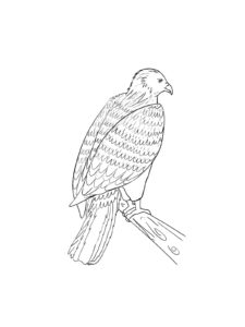 Osprey coloring page