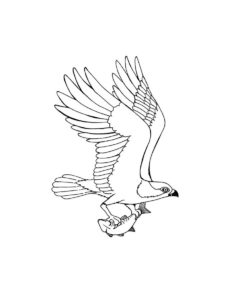 Osprey coloring page